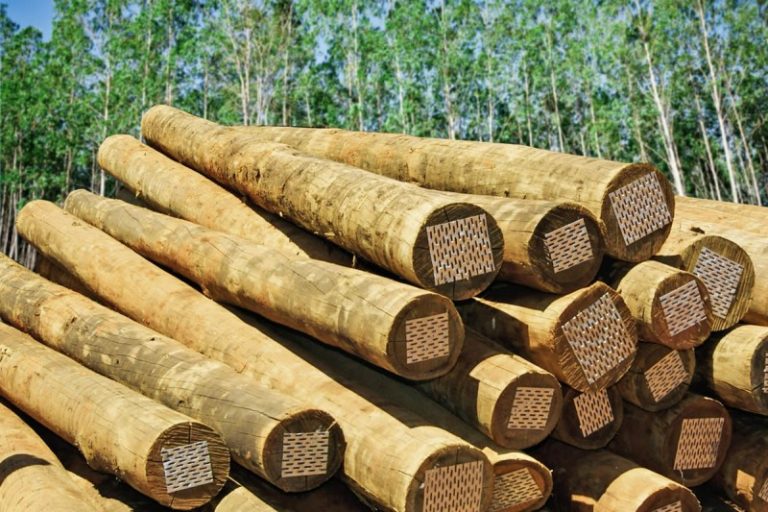 eucalipto_tratado_grosso__81343_zoom__57871_zoom